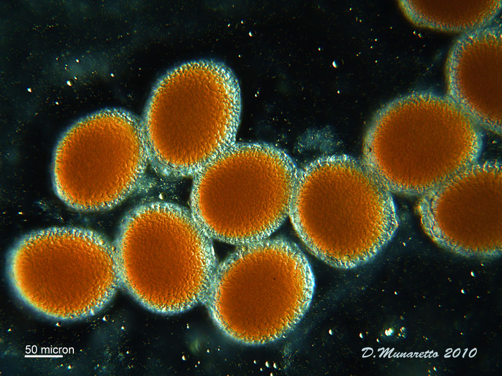 Uova di Ostracode